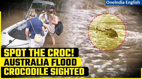 Cyclone Jasper Crocodile Sighted In Floods Of One News Page Video