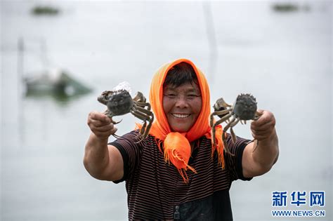 江苏兴化：大闸蟹丰收上市新华网江苏频道