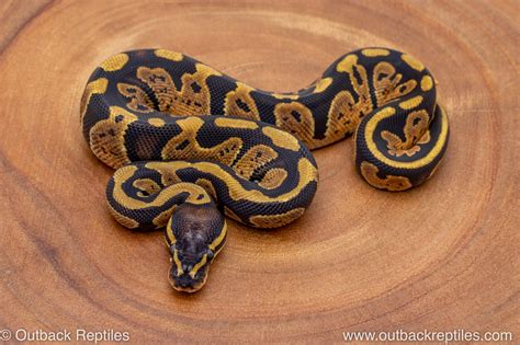 African Import Ball Python 198 Outback Reptiles