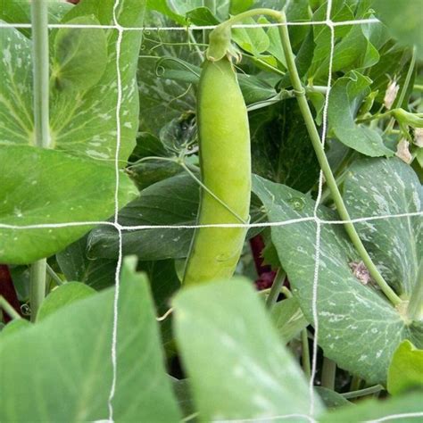 VGEBY Filet De Soutien Des Plantes Pour Plantes Grimpantes Et Tentes De