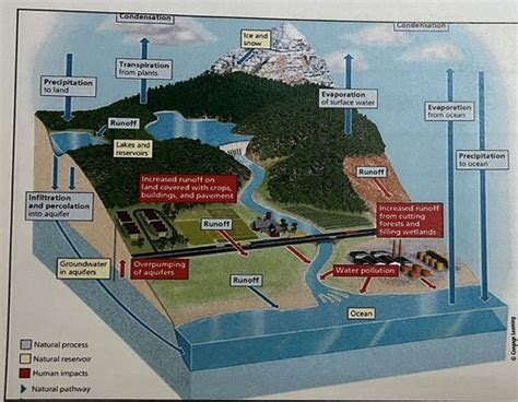 Biogeochemical Cycles Quiz Apes Flashcards Quizlet