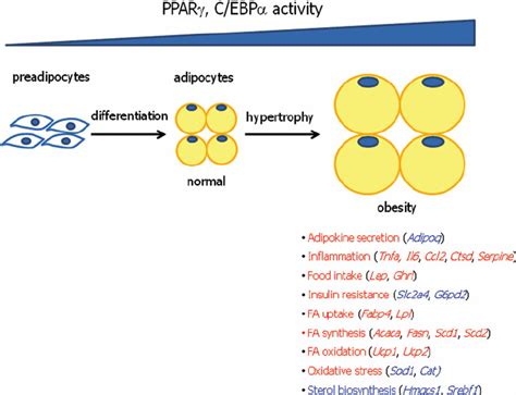 The Schematic Diagram Of Gene Expression And Regulation In The Adipose