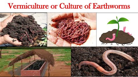 Vermiculture Vermicompost Culture Of Earthworm Life Cycle Of