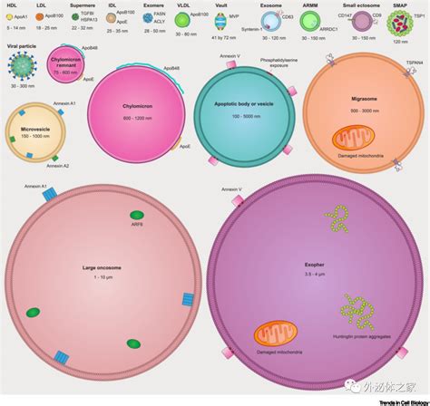 综述Trends Cell Biol丨当前细胞外囊泡和纳米颗粒研究的复杂性 企业官网