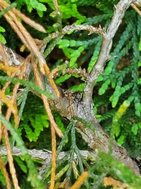 Tips for Growing Spartan Juniper | Gardener’s Path