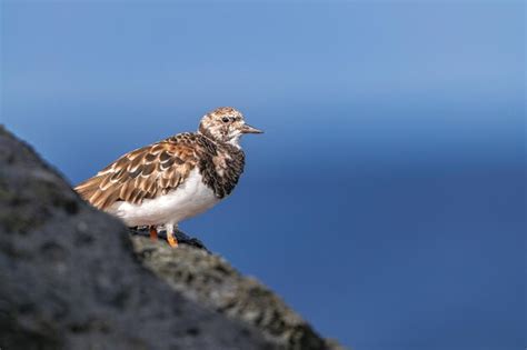 Premium Photo Ruddy Turnstone Arenaria Interpres In Non Breeding