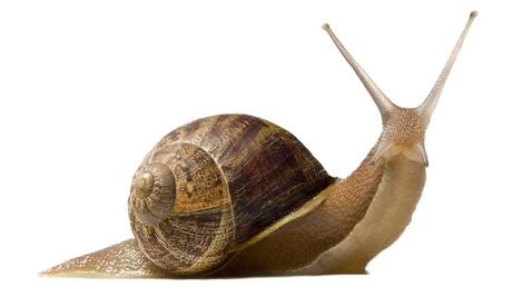 Free Snail PNG Transparent Images, Download Free Snail PNG Transparent Images png images, Free ...