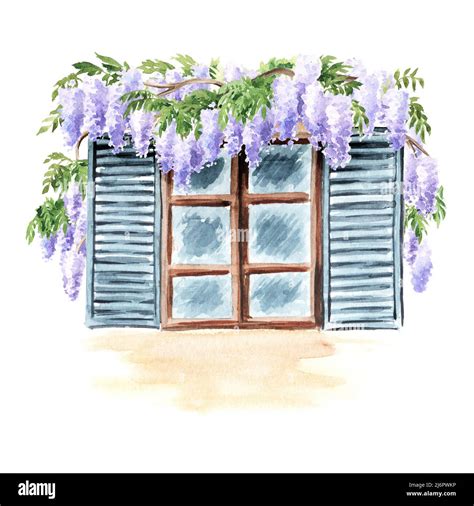 Open Window With A Climbing Wisteria Blossom Plant Hand Drawn