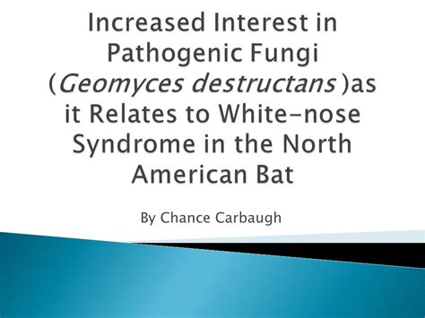 By Chance Carbaugh Origin And Discovery Of Geomyces Destructans