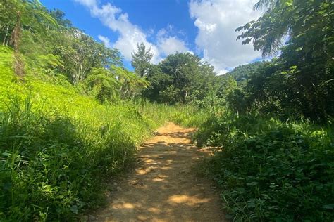 Tripadvisor Aventura De Dia Inteiro Na Floresta Tropical De El Yunque