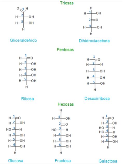 Carbohidratos Nomenclatura De Los Carbohidratos The Best Porn Website