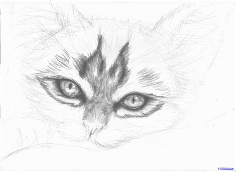 Realistic Kitten Drawing at PaintingValley.com | Explore collection of ...