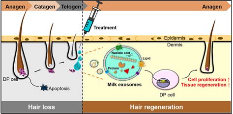 Frontiers Potential Of Colostrum Derived Exosomes For Promoting Hair