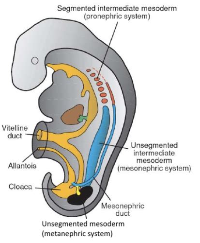 W Development Of The Urogenital Tract Flashcards Quizlet