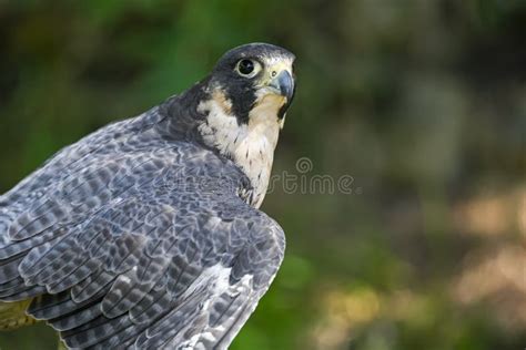 Falco Peregrinus Macho O Halc N Peregrino Es Una Especie De Ave