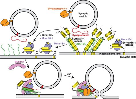 Reconstitution Of The Vital Functions Of Munc And Munc In