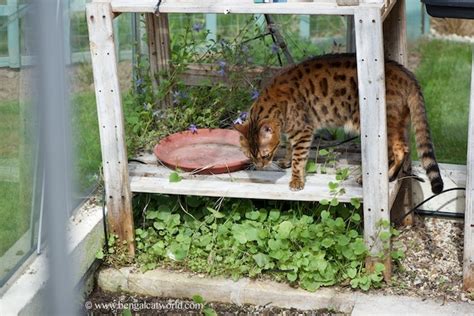 Adventures in the greenhouse | Bengal Cat World