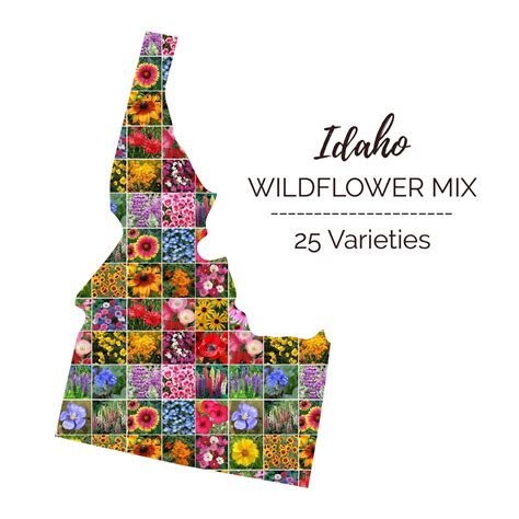 Idaho Wildflower Seed Mix | Bulk Wildflowers