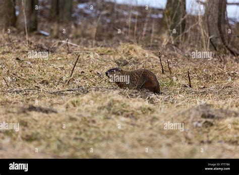 Groundhog or woodchuck Stock Photo - Alamy