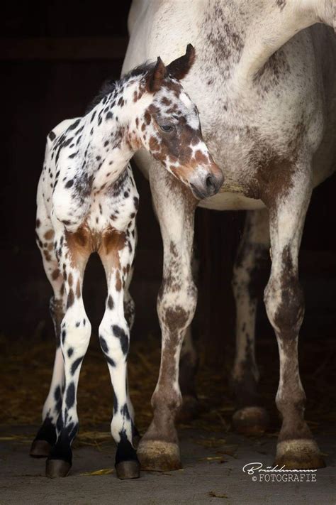 Pin by Misha Genesis on ANIMALS | Horse love, Pretty animals, Appaloosa ...