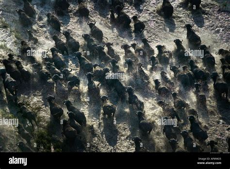 Aerial View Of A Herd Of African Buffalo Running Through The Swamp