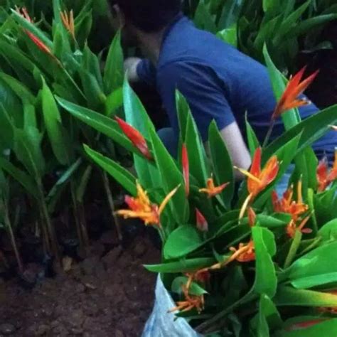 Jual Tanaman Pisang Pisangan Heliconia Shopee Indonesia