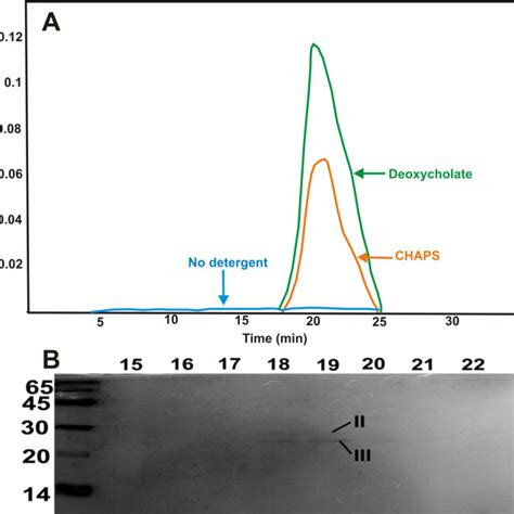 Activation Of Protease Activity In Recombinant βa3 Crystallin Following