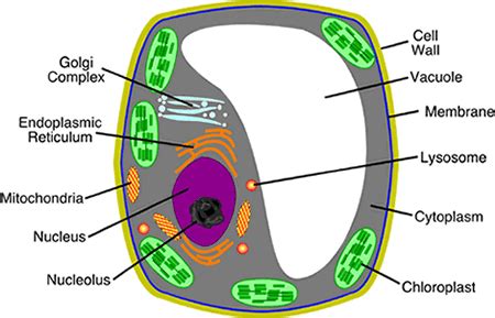 notes   cell