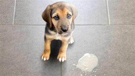 Anjing Muntah Busa Putih Ketahui Penyebab Dan Cara Mengobatinya