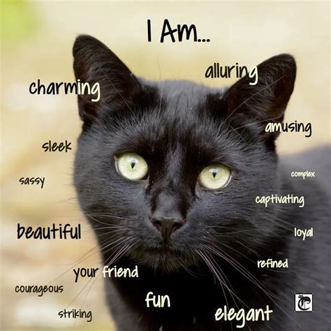 BLACK CAT APPRECIATION DAY