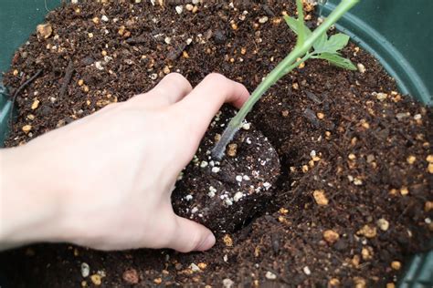 トマトの植え付け（430） トマトの菜園＆天文ライフ