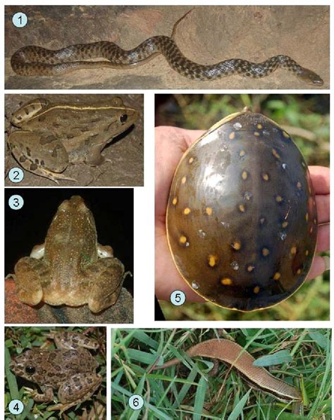 Figure 3 From Mammals And Birds In Dihang Dibang Biosphere Reserve