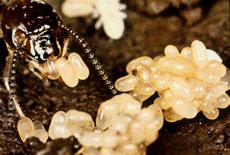 Facts About Queen Termite Termite Queen All Pest Exterminator Richmond