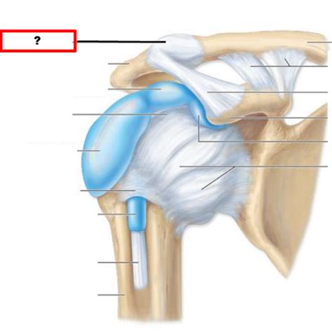 Shoulder Joint Flashcards Quizlet