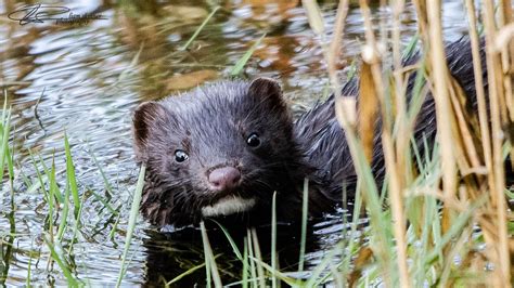 Mink Control Project Scottish Invasive Species Initiative