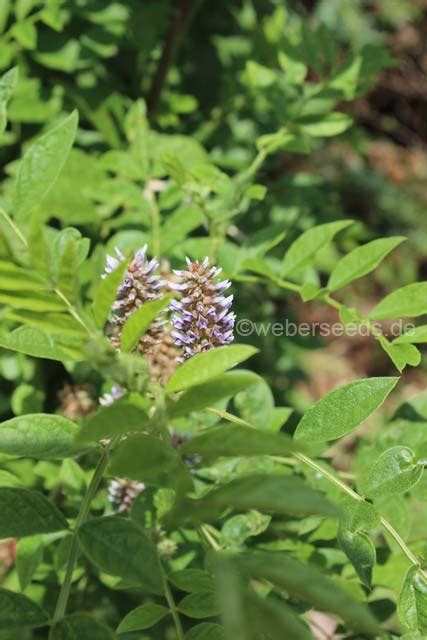 Glycyrrhiza Glabra Liquorice Licorice Seeds Plants Dried Herbs