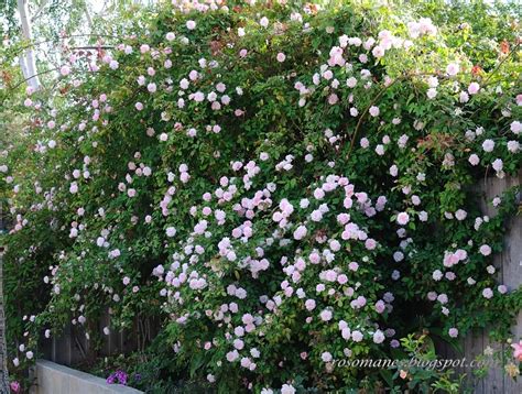 Cécile Brunner climbing rose Pruning Climbing Roses Planting Roses