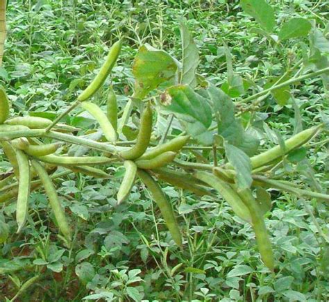 Guar Seed Cultivation Consultancy In New Delhi Id 4127419797
