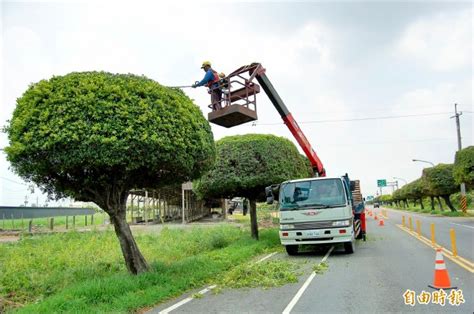 20年同造型 路樹修成「草菇頭」 地方 自由時報電子報