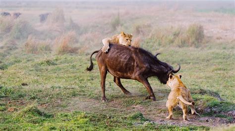 Hungry lions hunting for buffalo in Serengeti - CGTN