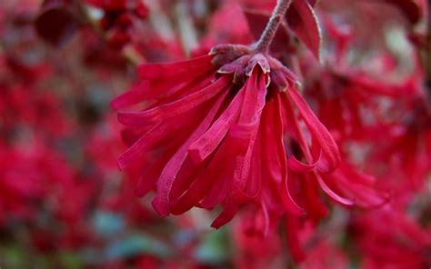 Ever Red Sunset Loropetalum 1 Gallon Shrub Shrubs For Spring