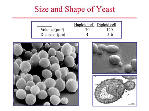 PPT Genetic Model Systems Yeast PowerPoint Presentation ID 203314