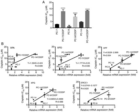 Characterization Of The Nucleotide Excision Repair Pathway And