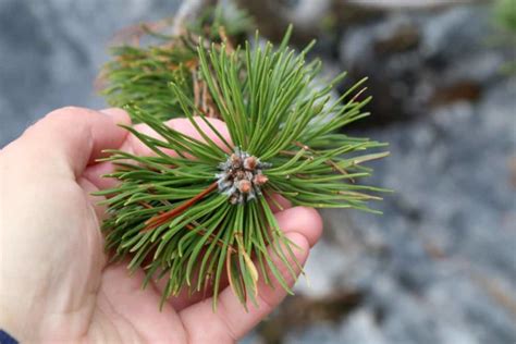 22 Impressive Pine Needle Uses You'd Never Have Thought Of