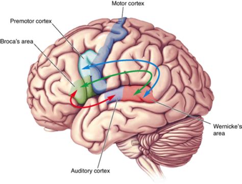 Behavioral Neuroscience - Language and Lateralization (Chapter 19 ...