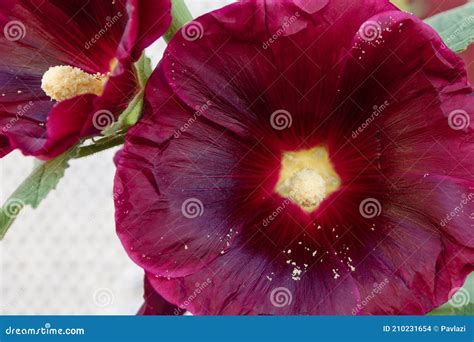 Dark Purple Flowering Hollyhock Alcea Rosea Flower Detail Stock Photo