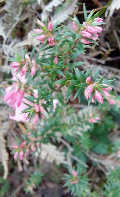 Common Heath Epacris Impressa Seen Durin Flickr