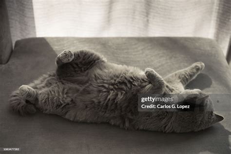 British Shorthair Cat Rolling Over On Couch Next To Curtain High Res