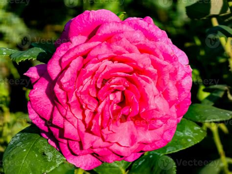 Big Purple rose close up. Hybrid tea rose with dark purple flowers
