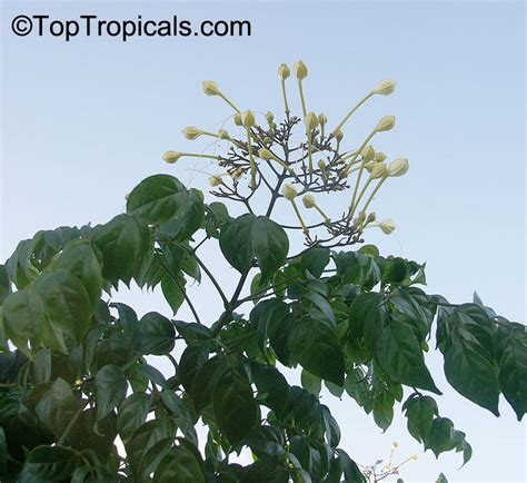 Millingtonia Hortensis Tree Jasmine Indian Cork Tree Maramalli